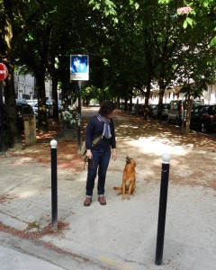 Dressage canin