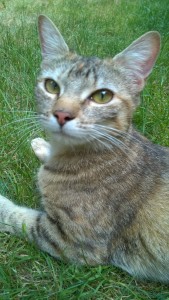 Cityzen Pets et l'éducation féline