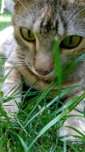 Dressage de son chat au rapport d'objet : ne pas oublier les pauses.