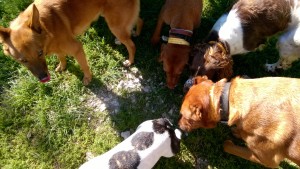 Anticiper sur les risques de bagarre entre chiens