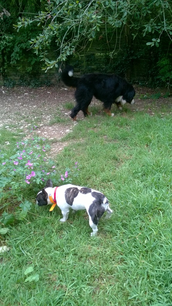 Les parcs à chiens à Bordeaux. Bien savoir les utiliser. Cityzen Pets Education canine et