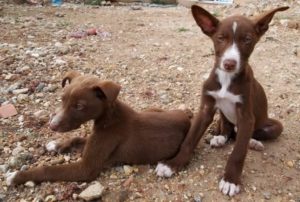 a-podenco-chocolat-orito-chiot